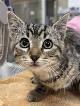 HAMMERHEAD -  Domestic Short Hair Cat for Adoption in Aliquippa, Pennsylvania - HAMMERHEAD | PetCurious