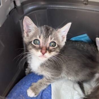 Tom -  Domestic Short Hair Cat for Adoption in Midland, Texas - Tom | PetCurious