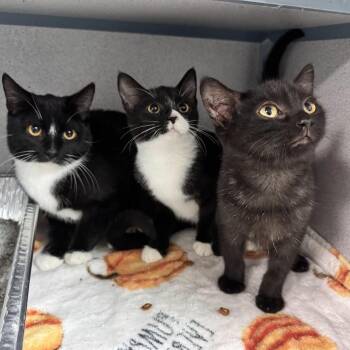 Arya, Sansa & Robb -  Domestic Short Hair Cat for Adoption in Waterloo, Iowa - Arya, Sansa & Robb | PetCurious