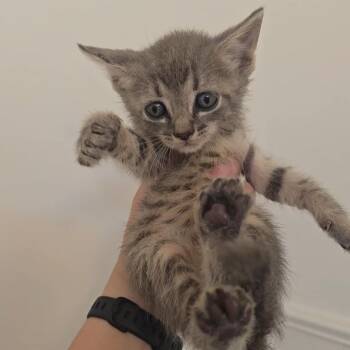 Pitter Patter -  Domestic Short Hair Cat for Adoption in Jarrettsville, Maryland - Pitter Patter | PetCurious
