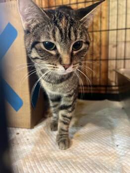 Domestic Short Hair and Manx Cats Available for Adoption in Cromwell, Kentucky - Beebee | PetCurious