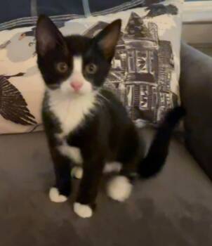 Nines -  Domestic Short Hair Cat for Adoption in Magnolia, Texas - Nines | PetCurious