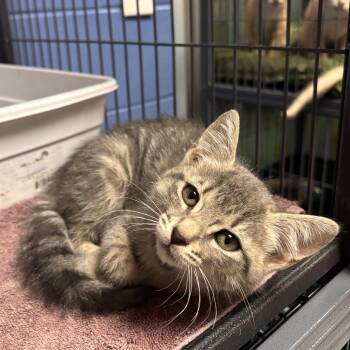 Sharpay -  Domestic Short Hair Cat for Adoption in Charleston, South Carolina - Sharpay | PetCurious