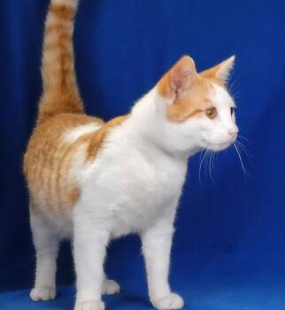 Domestic Short Hair Cats Available for Adoption - TOMMY | PetCurious