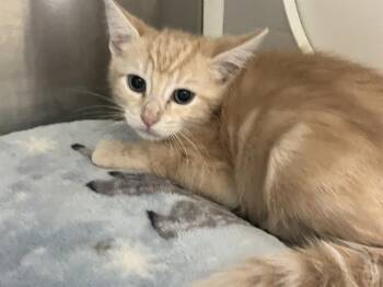Rescue Domestic Short Hair Cats for Adoption in Tustin, California - CONOR | PetCurious