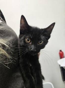 Eris -  Domestic Short Hair Cat for Adoption in Sacramento, California - Eris | PetCurious