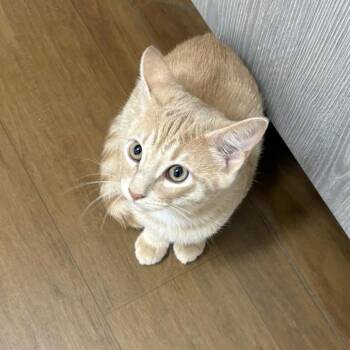 Broseph -  Domestic Short Hair Cat for Adoption in Beaumont, Texas - Broseph | PetCurious