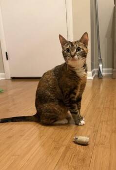 Maddie -  Domestic Short Hair Cat for Adoption in Morristown, New Jersey - Maddie | PetCurious