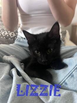Lizzie -  American Shorthair and Domestic Short Hair Cat for Adoption in Walnut Creek, California - Lizzie | PetCurious