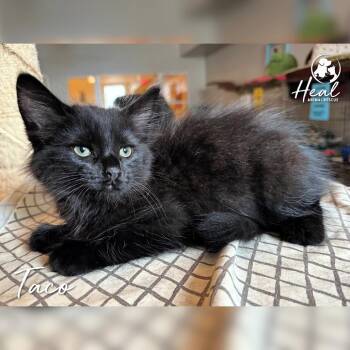 Taco -  Domestic Medium Hair Cat for Adoption in Youngwood, Pennsylvania - Taco | PetCurious