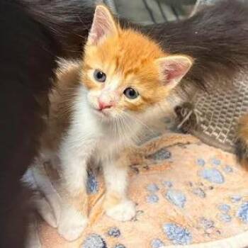 Gibby -  Domestic Short Hair Cat for Adoption in Buchanan Dam, Texas - Gibby | PetCurious