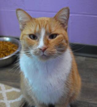 Eowyn -  Domestic Short Hair Cat for Adoption - Eowyn | PetCurious