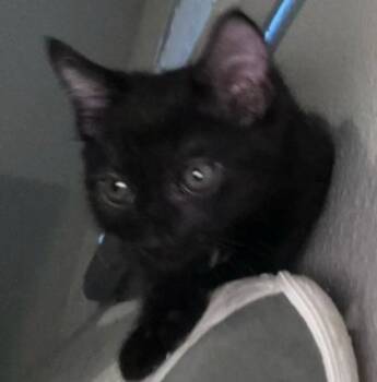 Rescue Domestic Short Hair Cats for Adoption in San Diego, California - Sly | PetCurious