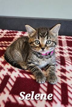 Selene -  Domestic Short Hair Cat for Adoption in Sidney, Ohio - Selene | PetCurious
