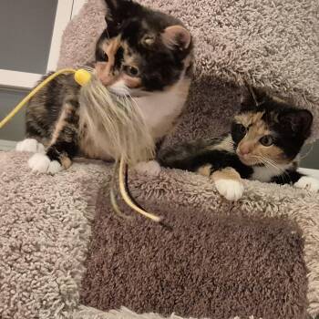 Wendy & Lisa -  Domestic Short Hair Cat for Adoption in Calverton, Maryland - Wendy & Lisa | PetCurious