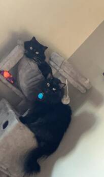 Duckie -  Domestic Long Hair Cat for Adoption in Millcreek, Utah - Duckie | PetCurious