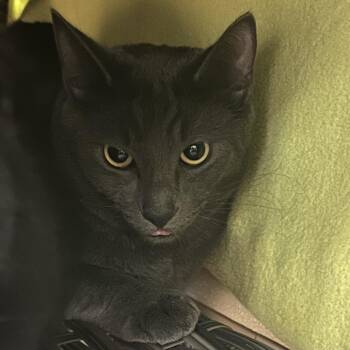 Russian Blue Cats Available for Adoption - Gutzy | PetCurious