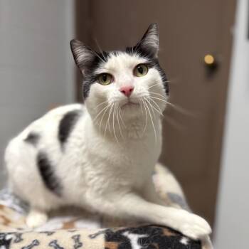 Domestic Short Hair Cats Available for Adoption in Fargo, North Dakota - Thimble | PetCurious