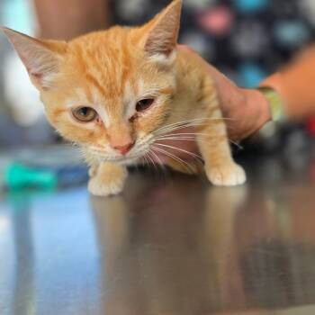 Pebbles -  Domestic Short Hair Cat for Adoption in Chapel Hill, North Carolina - Pebbles | PetCurious