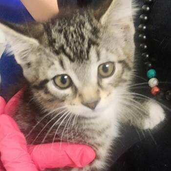 Domestic Short Hair Cats Available for Adoption in Greenville, South Carolina - Moose | PetCurious