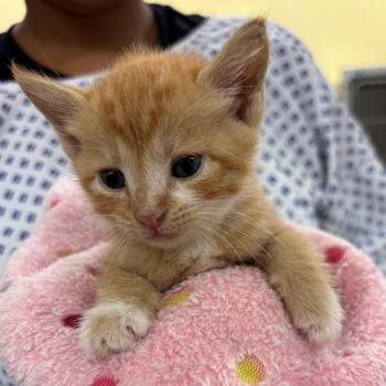 Sweet potato -  Domestic Short Hair Cat for Adoption in West Palm Beach, Florida - Sweet Potato | PetCurious