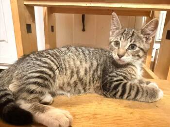Pandy -  Domestic Short Hair Cat for Adoption in Rumford, Maine - Pandy | PetCurious