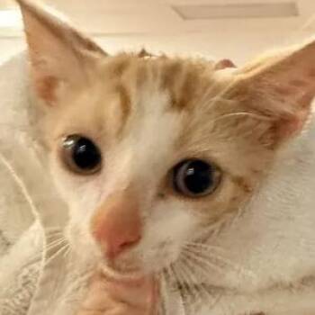 Sherbert-c -  Domestic Short Hair Cat for Adoption in East St. Louis, Illinois - Sherbert-c | PetCurious