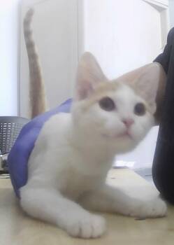 Twist -  Domestic Short Hair Cat for Adoption in Dayton, Minnesota - Twist | PetCurious