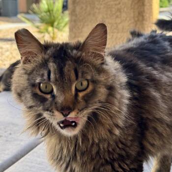 Stack -  Domestic Long Hair Cat for Adoption in Las Vegas, Nevada - Stack | PetCurious
