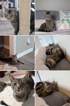 Carrie Underwood -  Maine Coon Cat Available for Adoption in Cincinnati, Ohio - Carrie Underwood | PetCurious