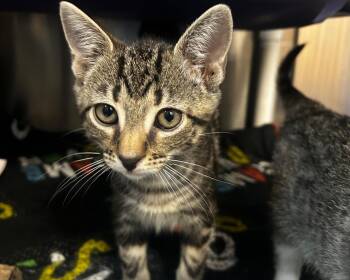 Fire -  Domestic Short Hair Cat for Adoption in Raleigh, North Carolina - Fire | PetCurious