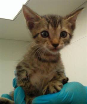 A2479459 -  Domestic Short Hair Cat for Adoption in Fort Lauderdale, Florida - A2479459 | PetCurious