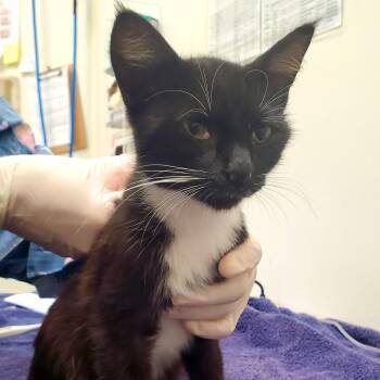 Keira -  Domestic Short Hair Cat for Adoption in Oshkosh, Wisconsin - Keira | PetCurious