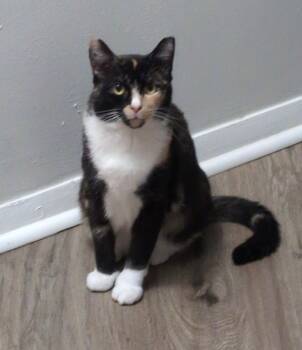 Rescue Domestic Short Hair Cats for Adoption in Windsor, Connecticut - 205-Taylor Bonded With Travis | PetCurious