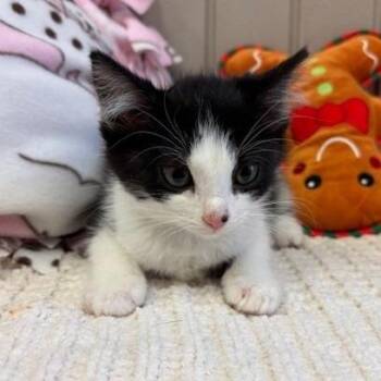 Domestic Short Hair Cats Available for Adoption in Long Beach, California - Uno | PetCurious