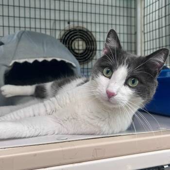 Domestic Short Hair Cats Available for Adoption in Huntington, New York - Darren | PetCurious