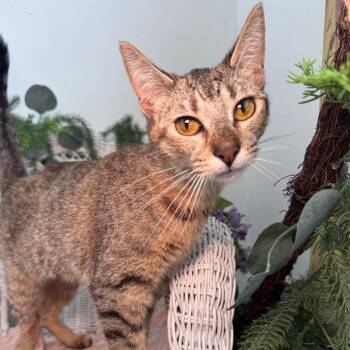 Toffee Honeywell 56271 -  Domestic Short Hair Cat for Adoption in Eaton Rapids, Michigan - Toffee Honeywell 56271 | PetCurious