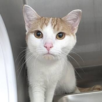 Casper -  Domestic Short Hair Cat for Adoption in Fort Wayne, Indiana - Casper | PetCurious
