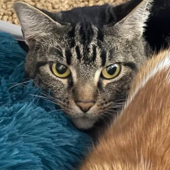 Tabby -  American Shorthair Cat for Adoption in Mount Vernon, Arkansas - Tabby | PetCurious