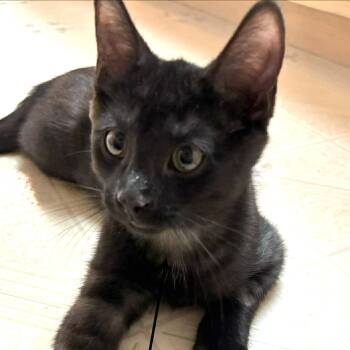 HAWEN -  Domestic Short Hair Cat for Adoption in Delhi, Ontario - HAWEN | PetCurious