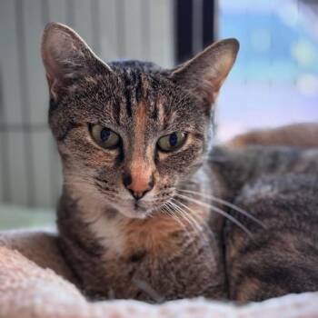 Molly (26-10852) -  Domestic Short Hair Cat for Adoption in Fort Smith, Arkansas - Molly (26-10852) | PetCurious