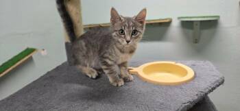 Morgan -  Domestic Short Hair Cat for Adoption in California City, California - Morgan | PetCurious