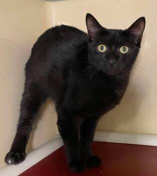 Oolong -  Domestic Short Hair Cat for Adoption in Stillwater, Oklahoma - Oolong | PetCurious