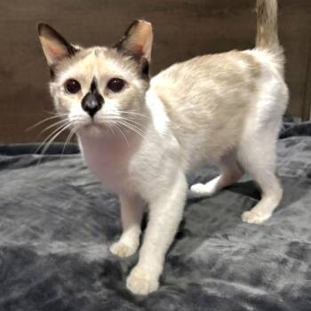 Ghoulia -  Domestic Short Hair Cat for Adoption in Panama City, Florida - Ghoulia | PetCurious