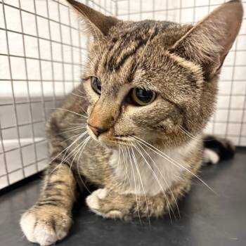 Katie -  Domestic Short Hair Cat for Adoption in Las Vegas, Nevada - Katie | PetCurious