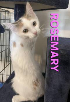 Rescue Calico Cats for Adoption in Harrodsburg, Kentucky - ROSEMARY - BONDED PAIR - GINGER | PetCurious