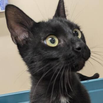 Jeremy -  Domestic Short Hair Cat for Adoption in Sterling, Virginia - Jeremy | PetCurious