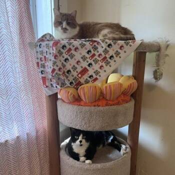 Absinthe -  Domestic Medium Hair Cat for Adoption in St. Louis, Missouri - Absinthe | PetCurious