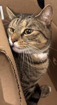 Tobi -  Domestic Short Hair Cat for Adoption - Tobi | PetCurious