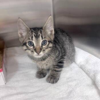 Domestic Short Hair Cats Available for Adoption in Jupiter, Florida - Knox | PetCurious